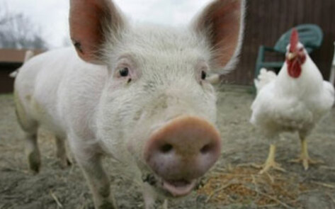 <i>Time</i> Outlines Animal Rights