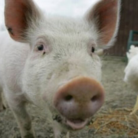 Celebrate Animal Freedom Day