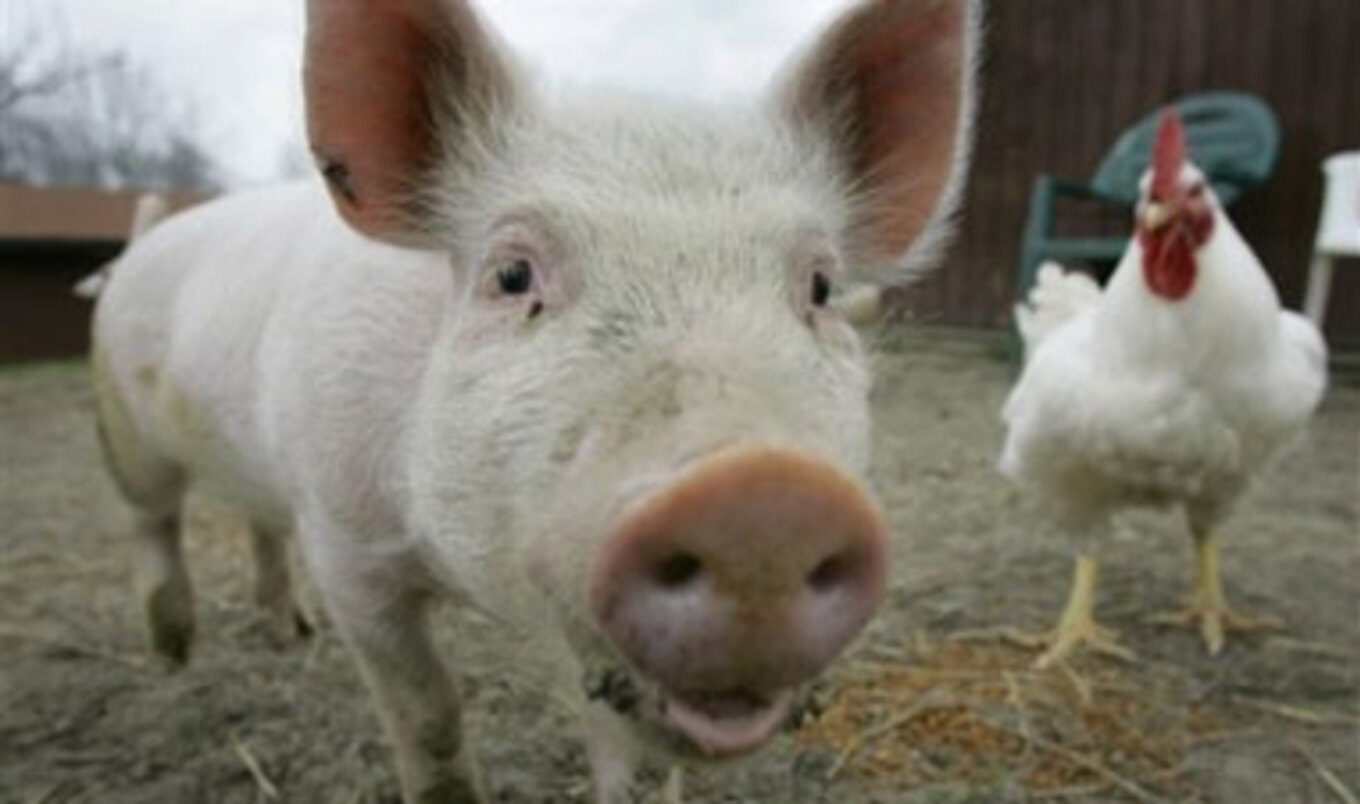 CEO Reflects on the State of Animal Cruelty