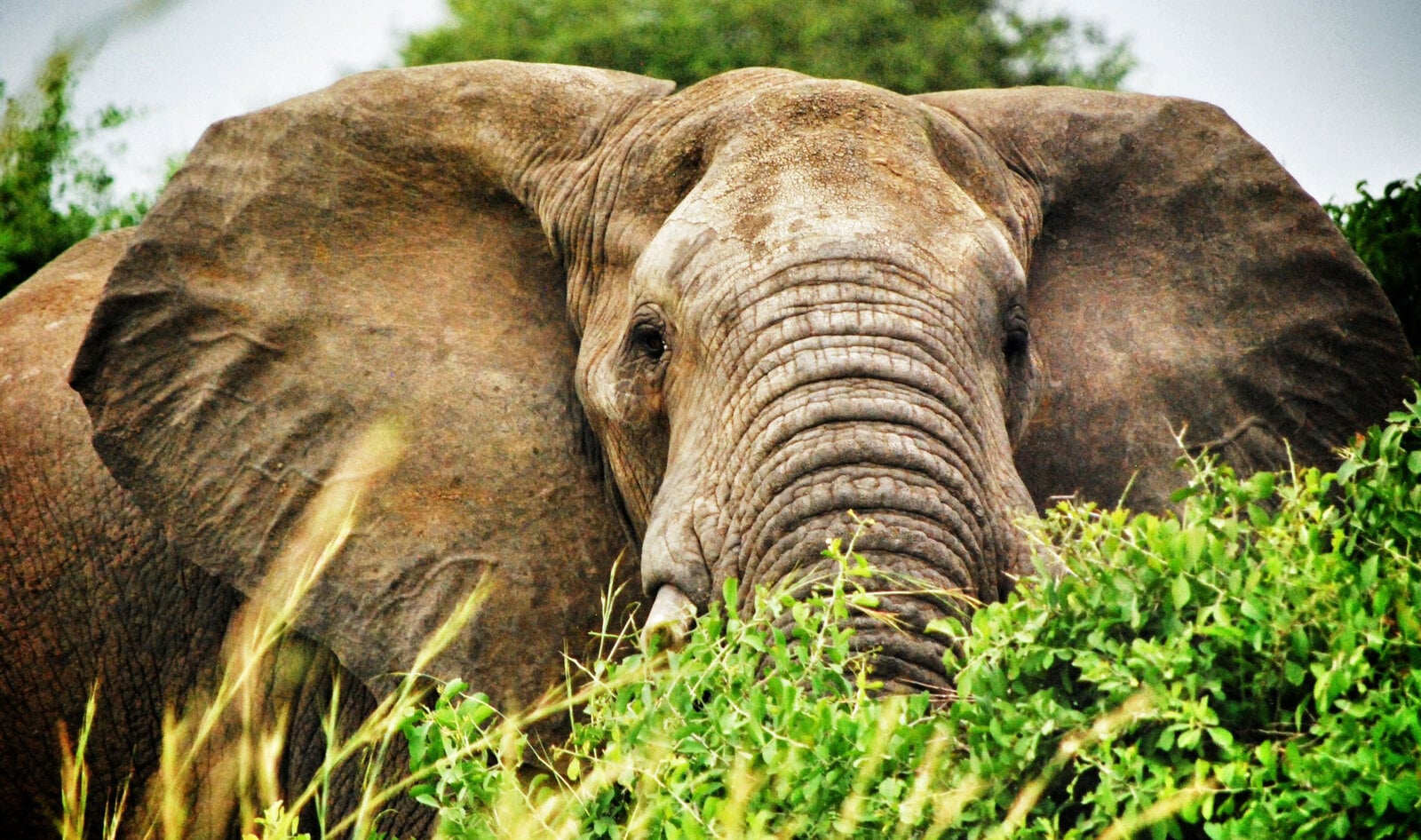 Yahoo! Japan Bans Ivory Sales