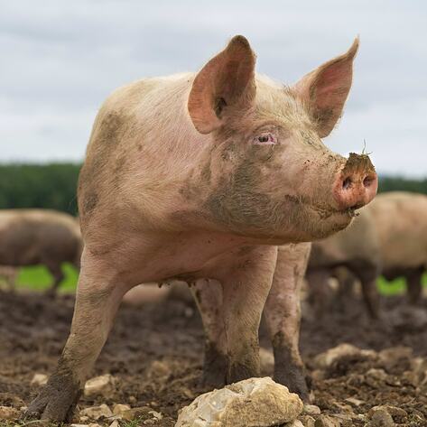 Man Banned for Life From Iowa State Fair for Calling out Animal Abuse 