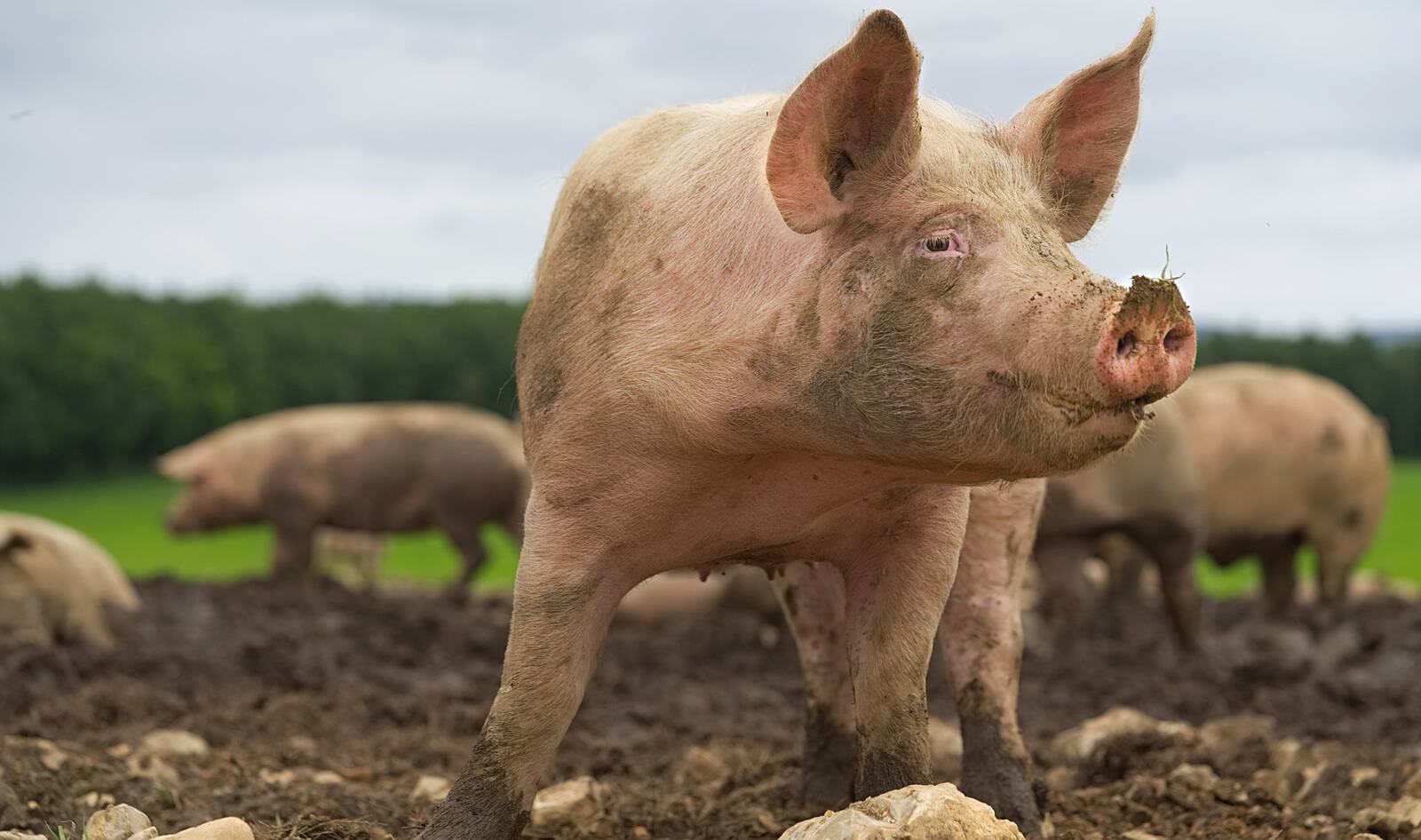 Man Banned for Life From Iowa State Fair for Calling out Animal Abuse 