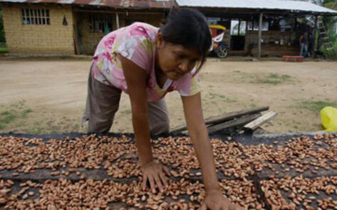 Fair-Trade Cacao