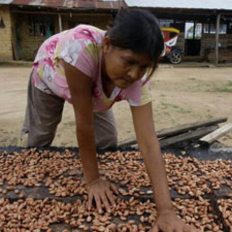 Fair-Trade Cacao