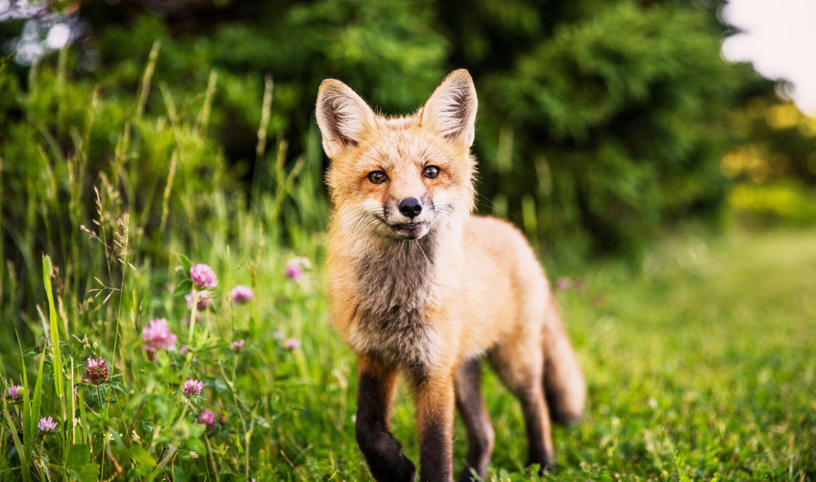 Islington Becomes First London Borough to Ban Fur 