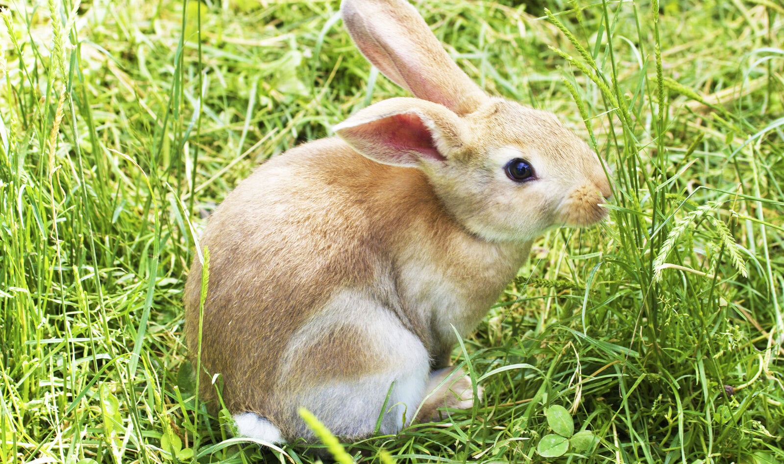 New Poll Finds 79 Percent of American Voters Are Against Animal Testing 
