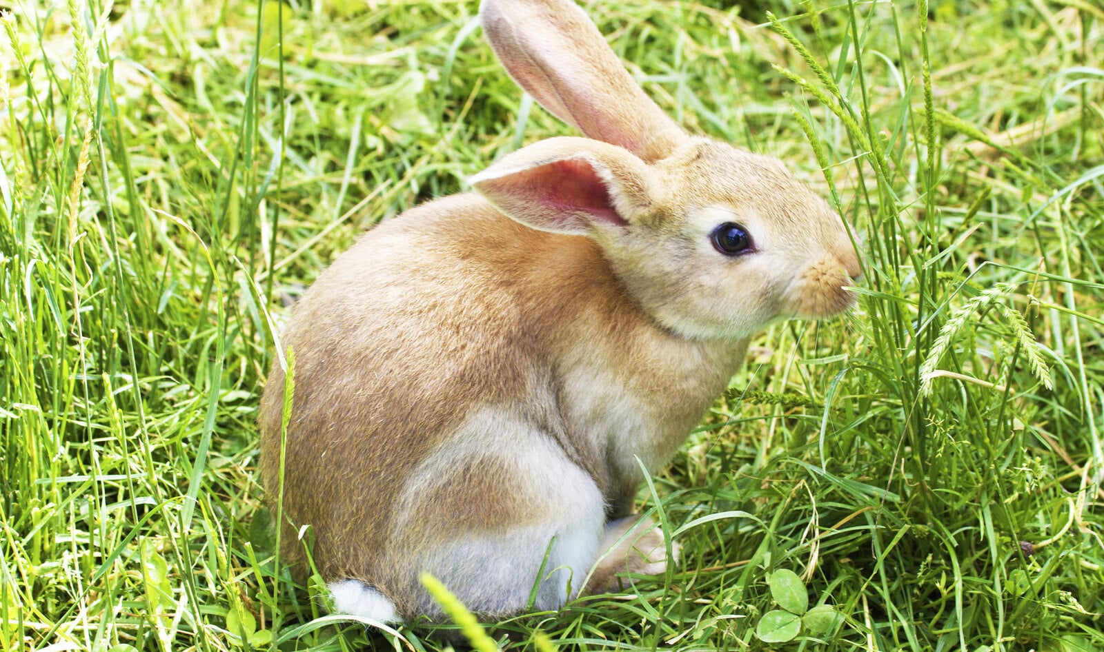 New Poll Finds 79 Percent of American Voters Are Against Animal Testing&nbsp;