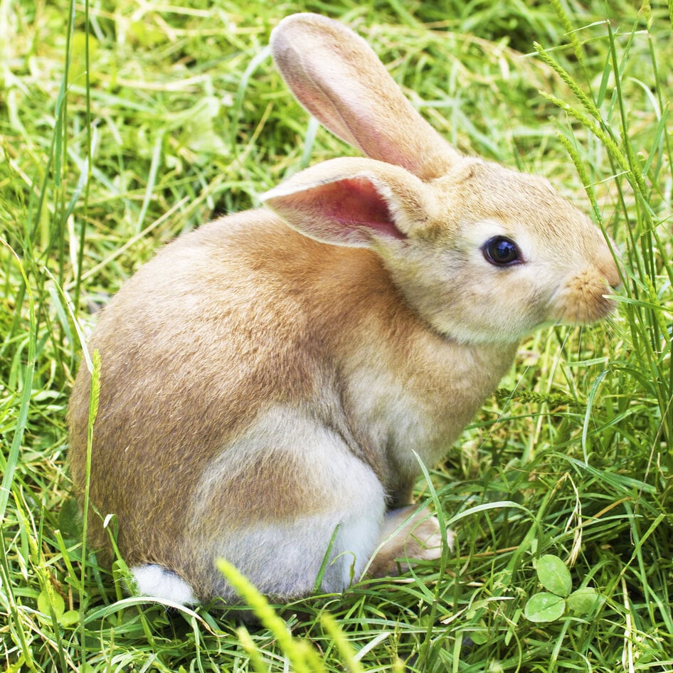New Poll Finds 79 Percent of American Voters Are Against Animal Testing&nbsp;
