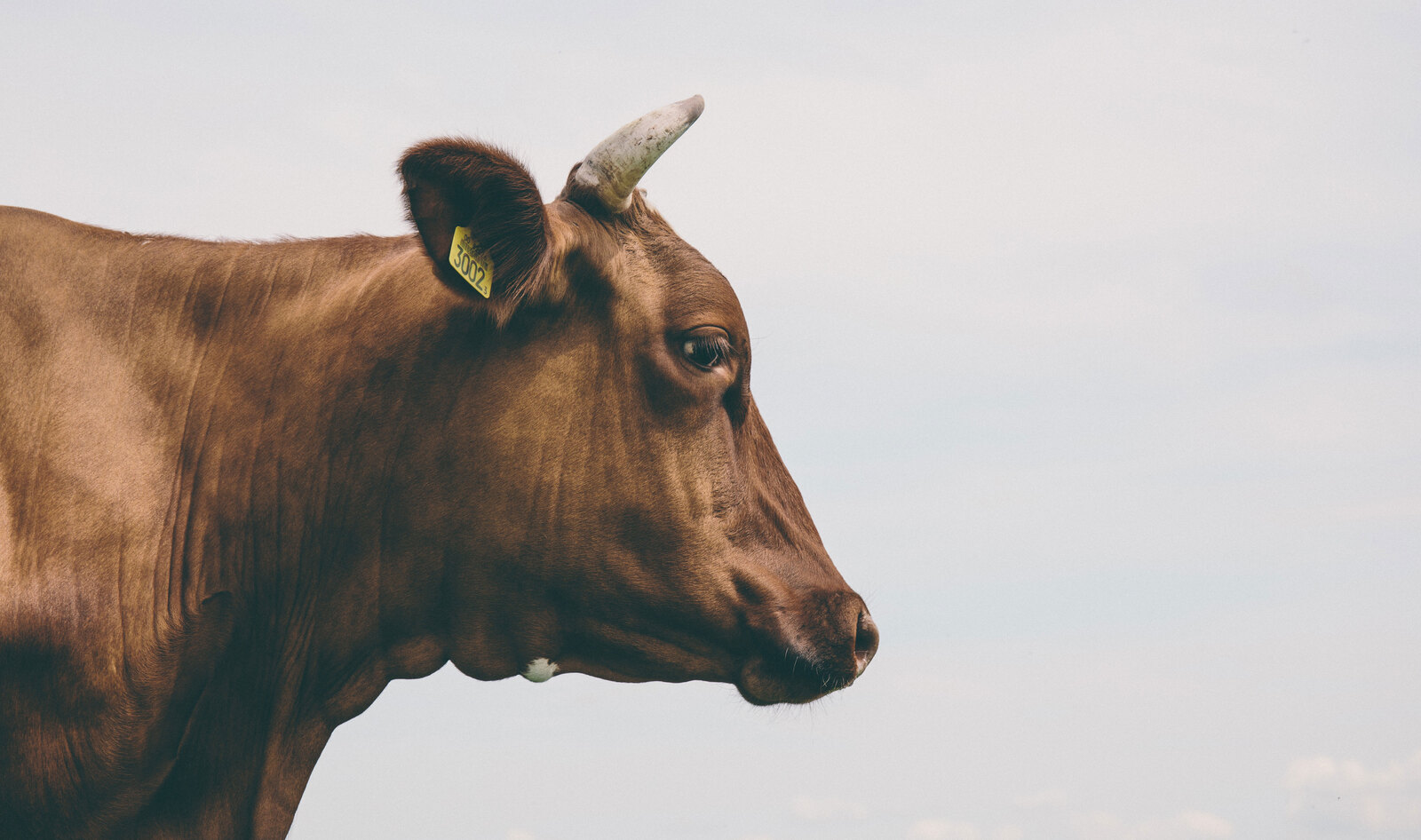 Scientists Warn World Will Reach “Peak Meat” by 2030