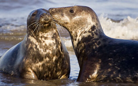 HSUS Aims to Protect European Union's Seal Ban