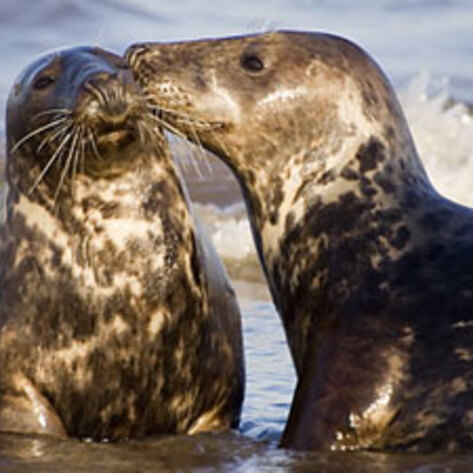 <i>Food & Wine</i>'s Top Chefs Pledge to Protect Seals