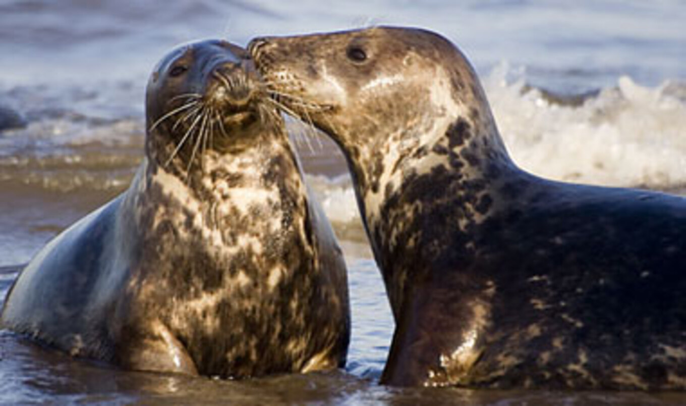 US Businesses Ban Canadian Seafood in Seal Protest