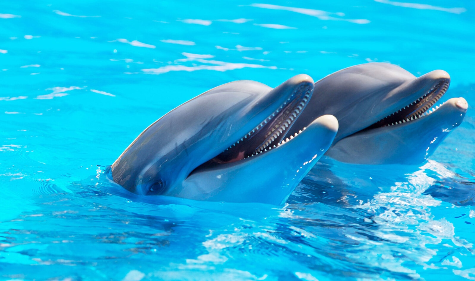 SeaWorld to End “Dolphin Surfing” Shows 