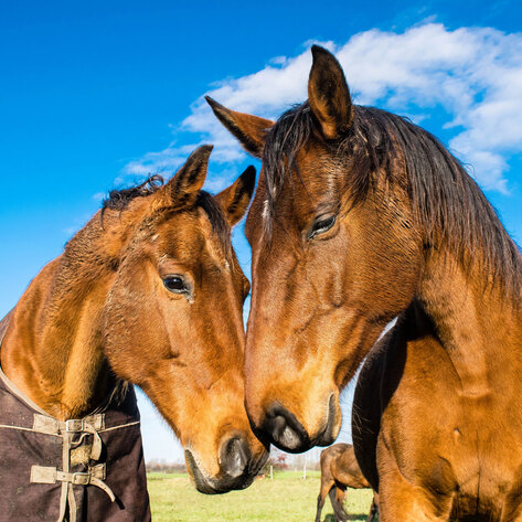 Airbnb’s New Travel Experiences Ban Dolphin Selfies, Elephant Rides, Horse Racing, and More