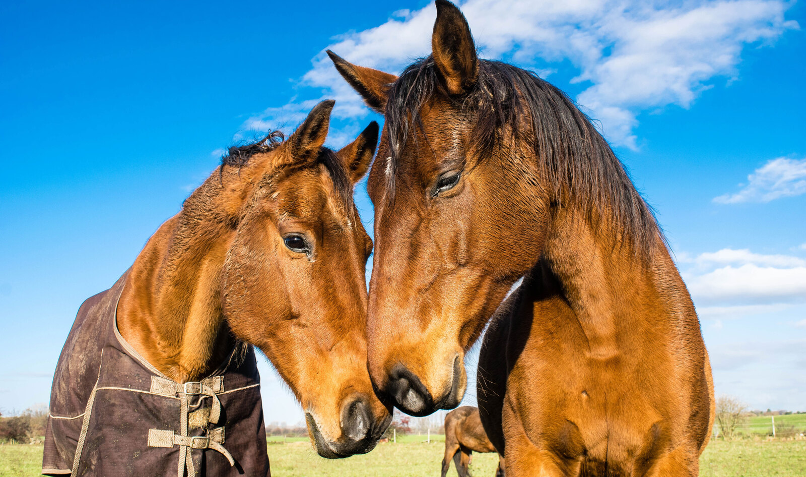 Chicago Is One Step Closer to Banning Horse Carriages