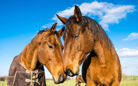 Airbnb’s New Travel Experiences Ban Dolphin Selfies, Elephant Rides, Horse Racing, and More
