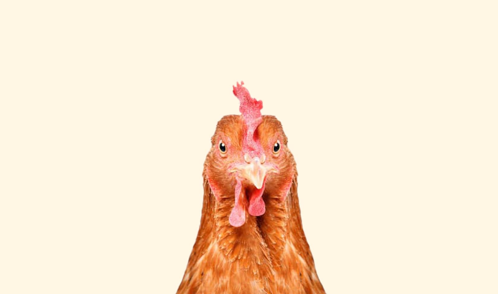 Vegan Presses Charges Against “Friends” Who Fed Her Chicken While Drunk 