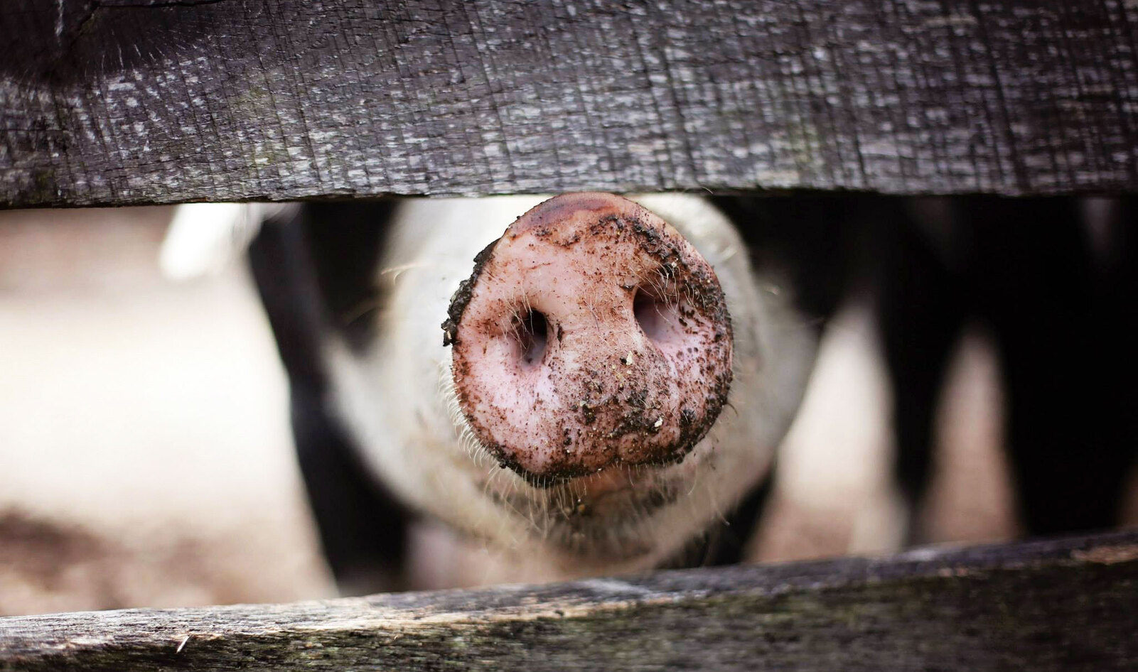 As Slaughterhouses Close, Farmers Start Destroying Millions of Animals