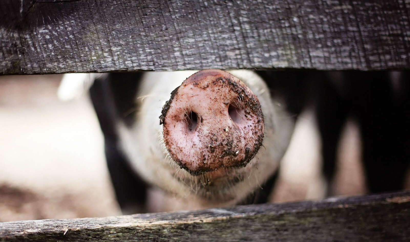 As Slaughterhouses Close, Farmers Start Destroying Millions of Animals | VegNews As Slaughterhouses Close, Farmers Start Destroying Millions of Animals | VegNews