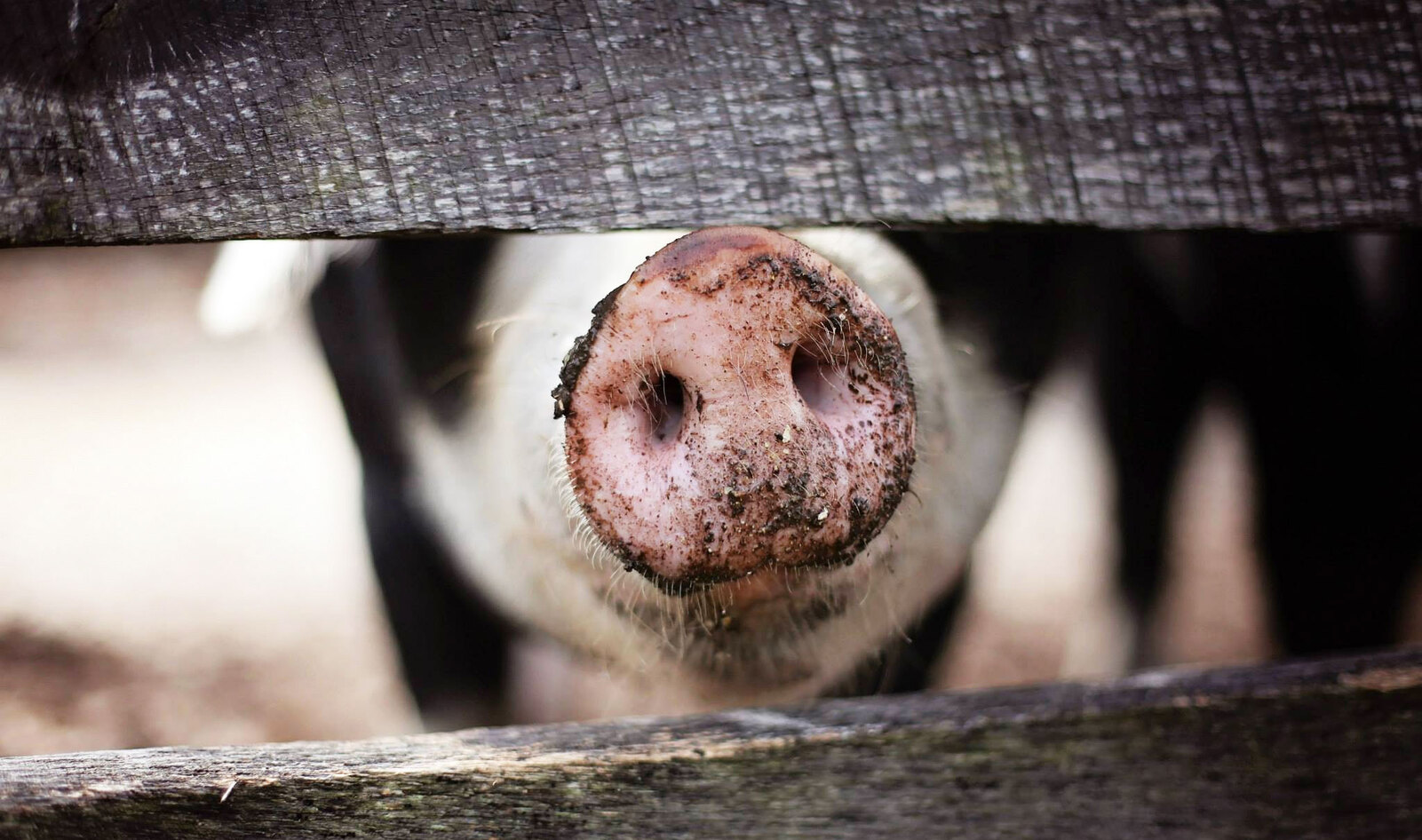 Antibiotic Resistance in Farmed Animals Nearly Tripled Since 2000