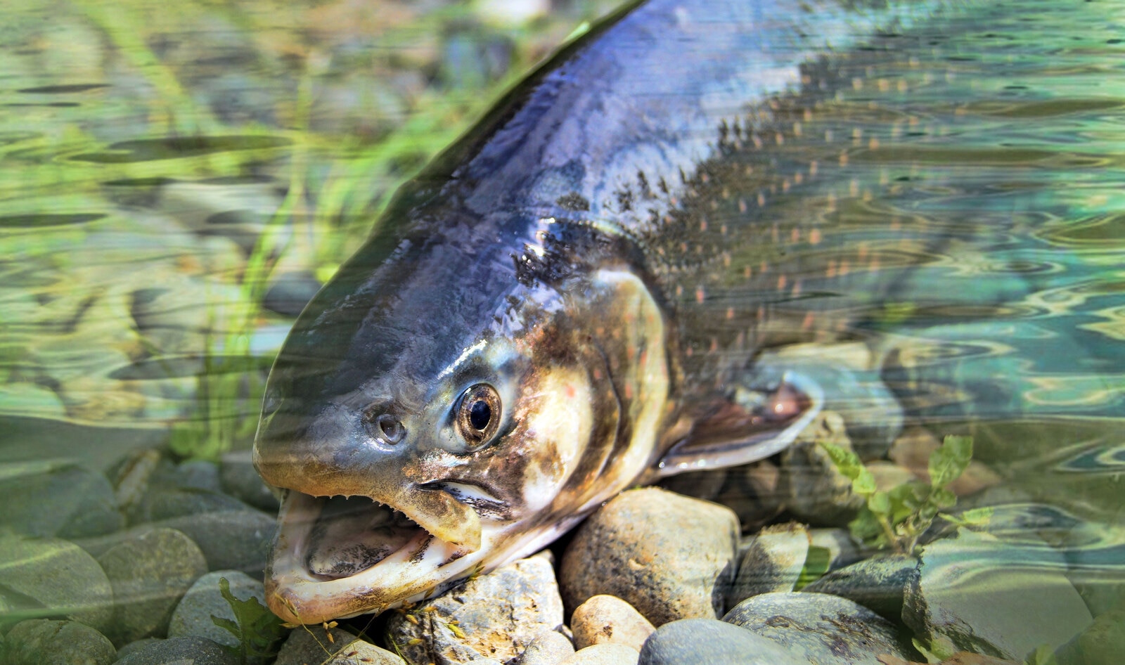 Undercover Investigation Exposes Cruelty at Martha Stewart-Backed Salmon Farm