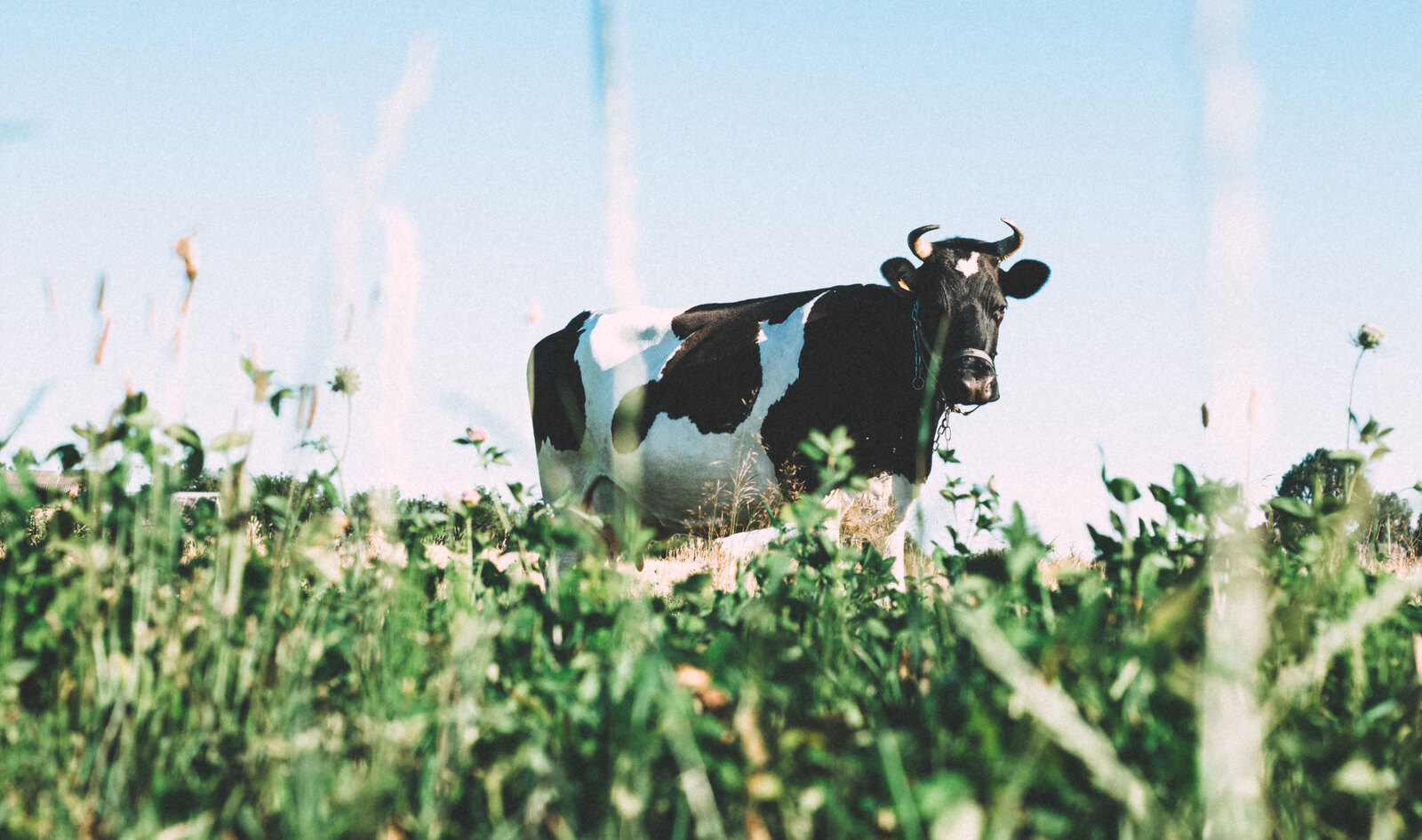 California’s Oldest Dairy Farm Shutters to Focus on Growing Almonds&nbsp;