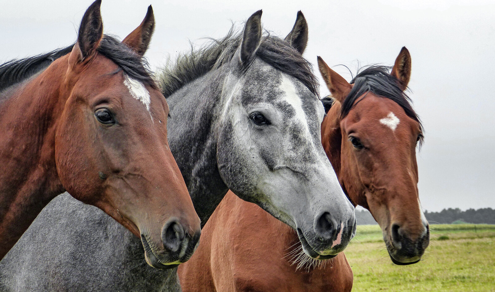 Australian Slaughterhouse Destroys 300 Retired Racehorses for Meat in 22 Days