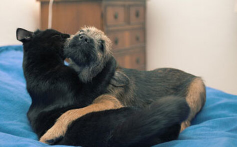 Guardians Pay for Abuse