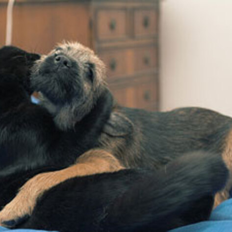 Guardians Pay for Abuse