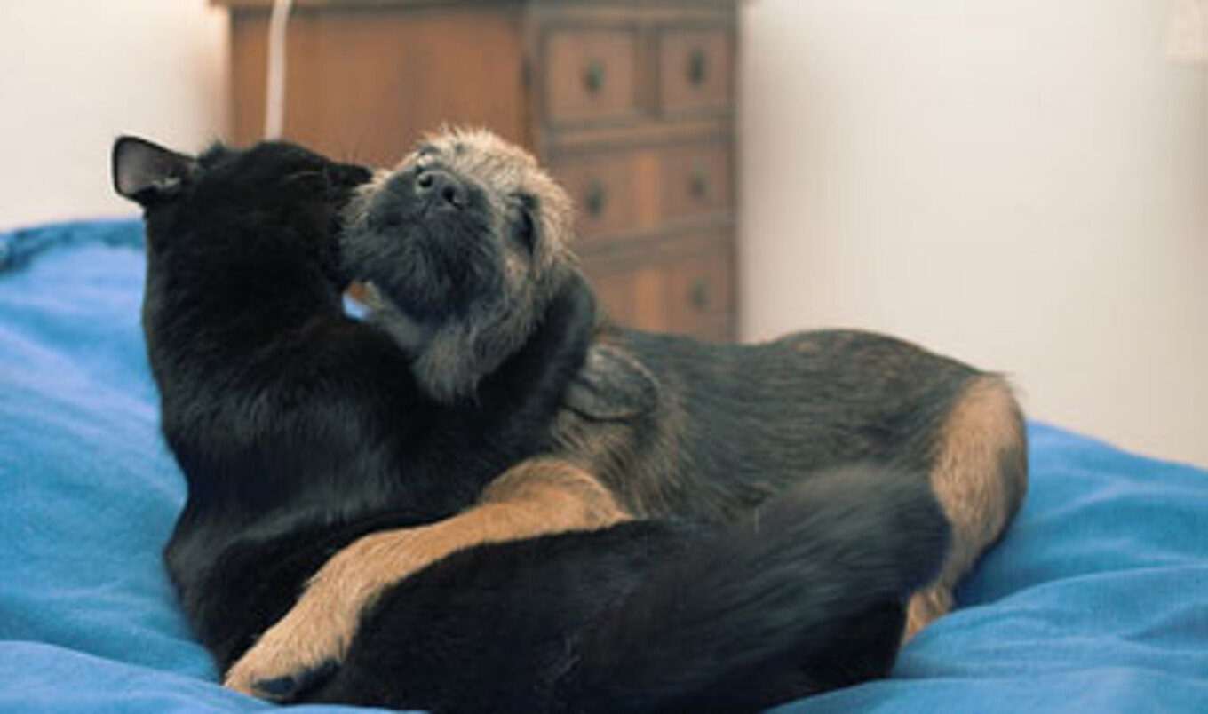 Guardians Pay for Abuse