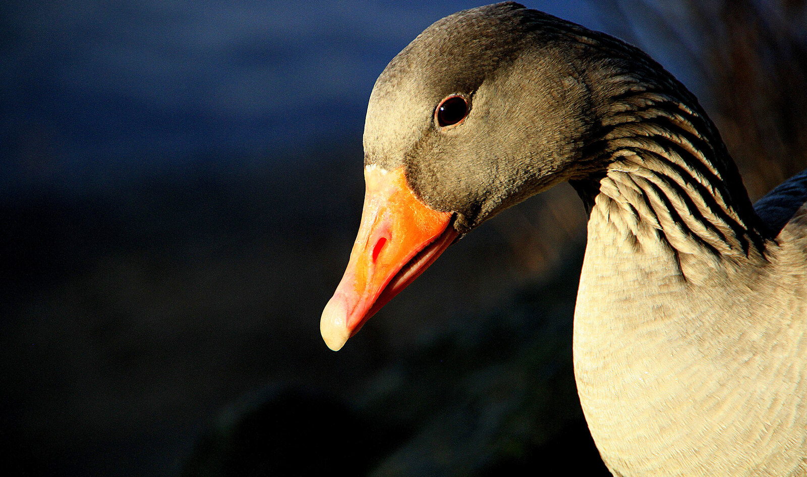 BREAKING: NYC Becomes Largest City in the World to Ban Foie Gras