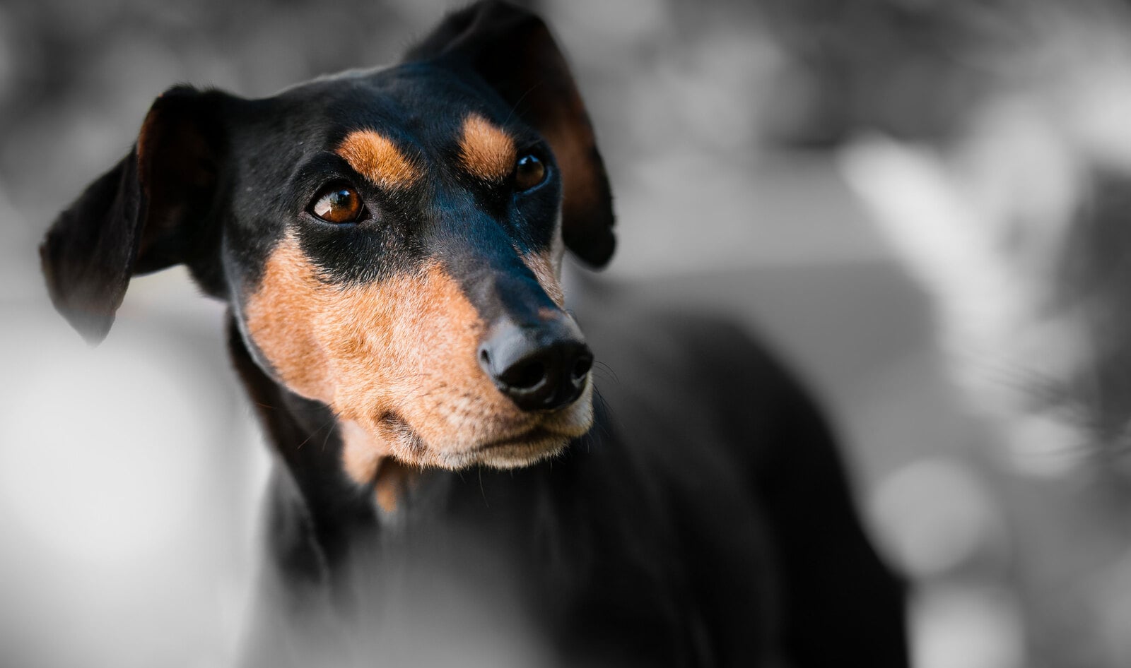 South Korea’s Capital Officially Ends Dog Slaughter 