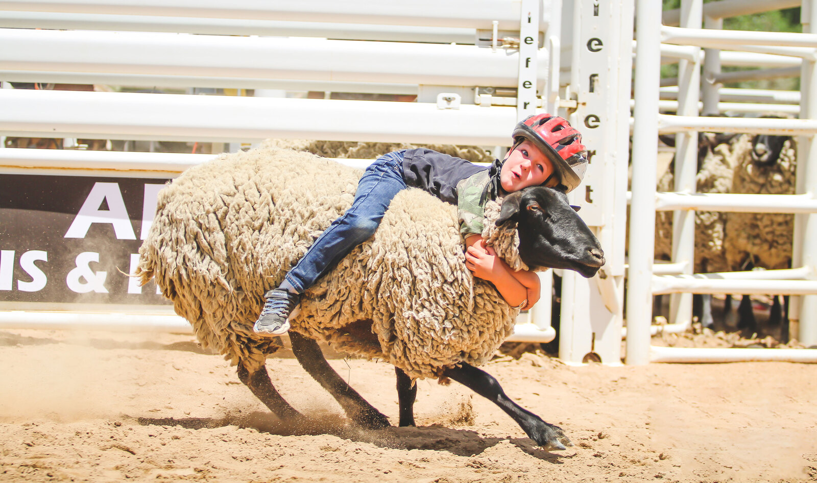 Northern California’s Alameda County Bans Cruel Sheep Rodeos