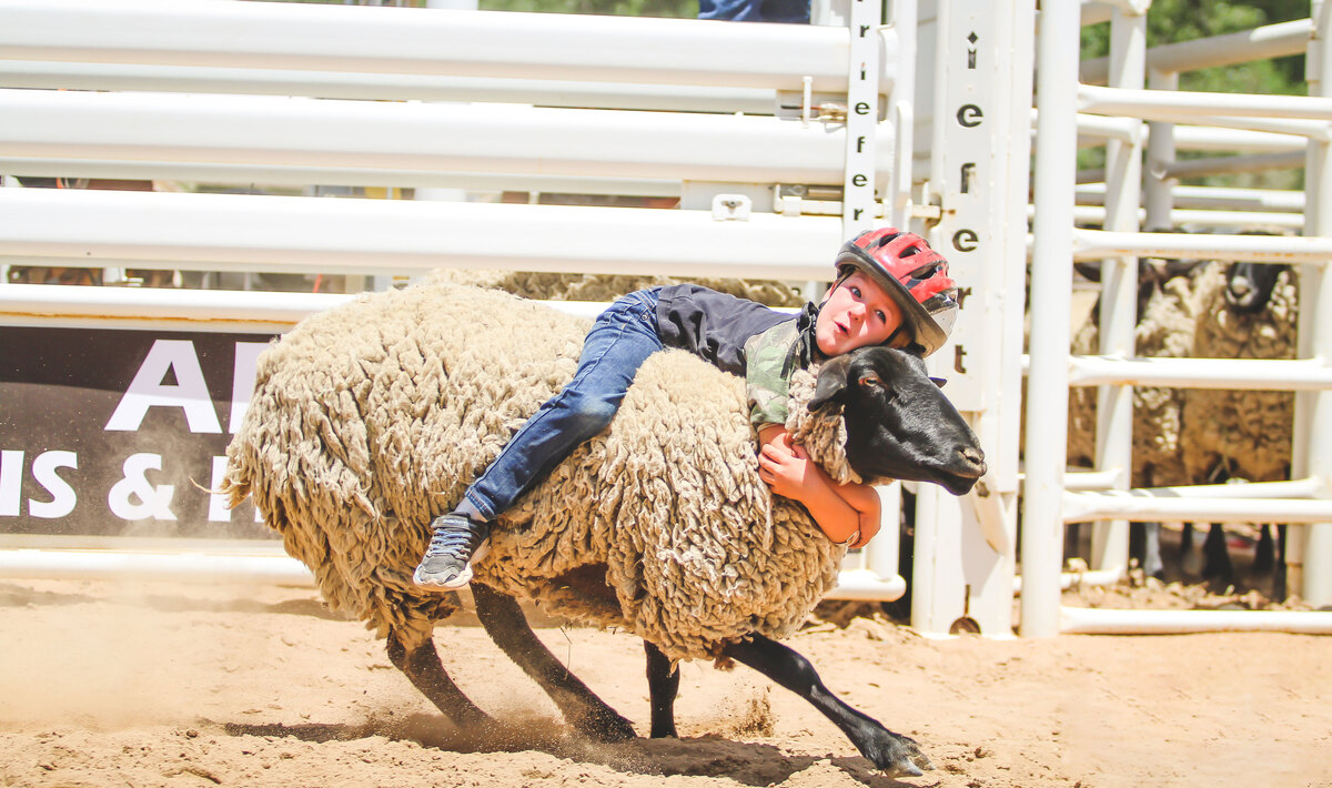 Northern California’s Alameda County Bans Cruel Sheep Rodeos VegNews