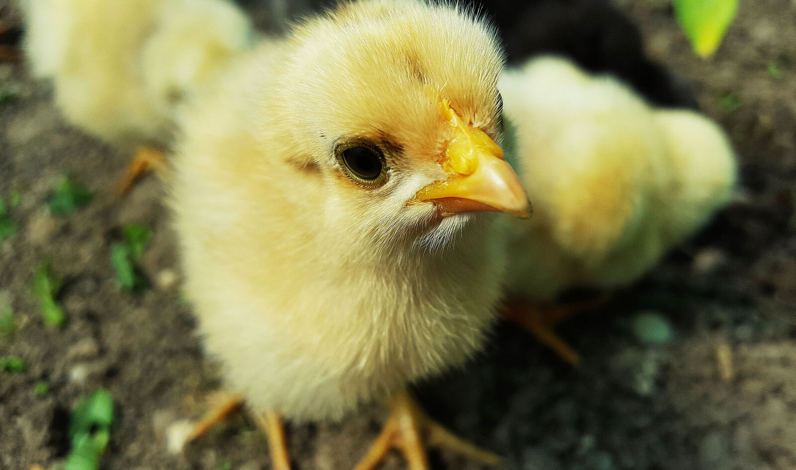 France Bans Grinding Male Chicks Alive in Egg Industry