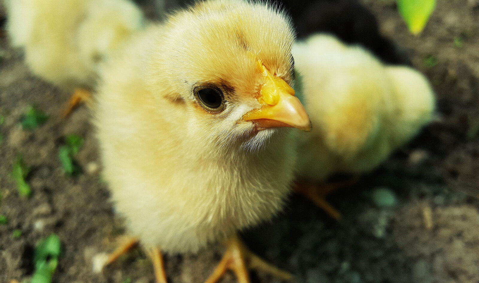 New Program Helps Struggling Chicken Farmers Convert to Plant-Based Crops&nbsp;&nbsp;