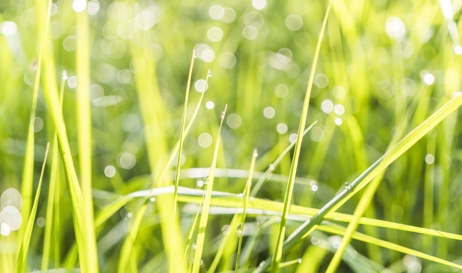 Scientists Looks to Grass as Next Vegan Protein Source 