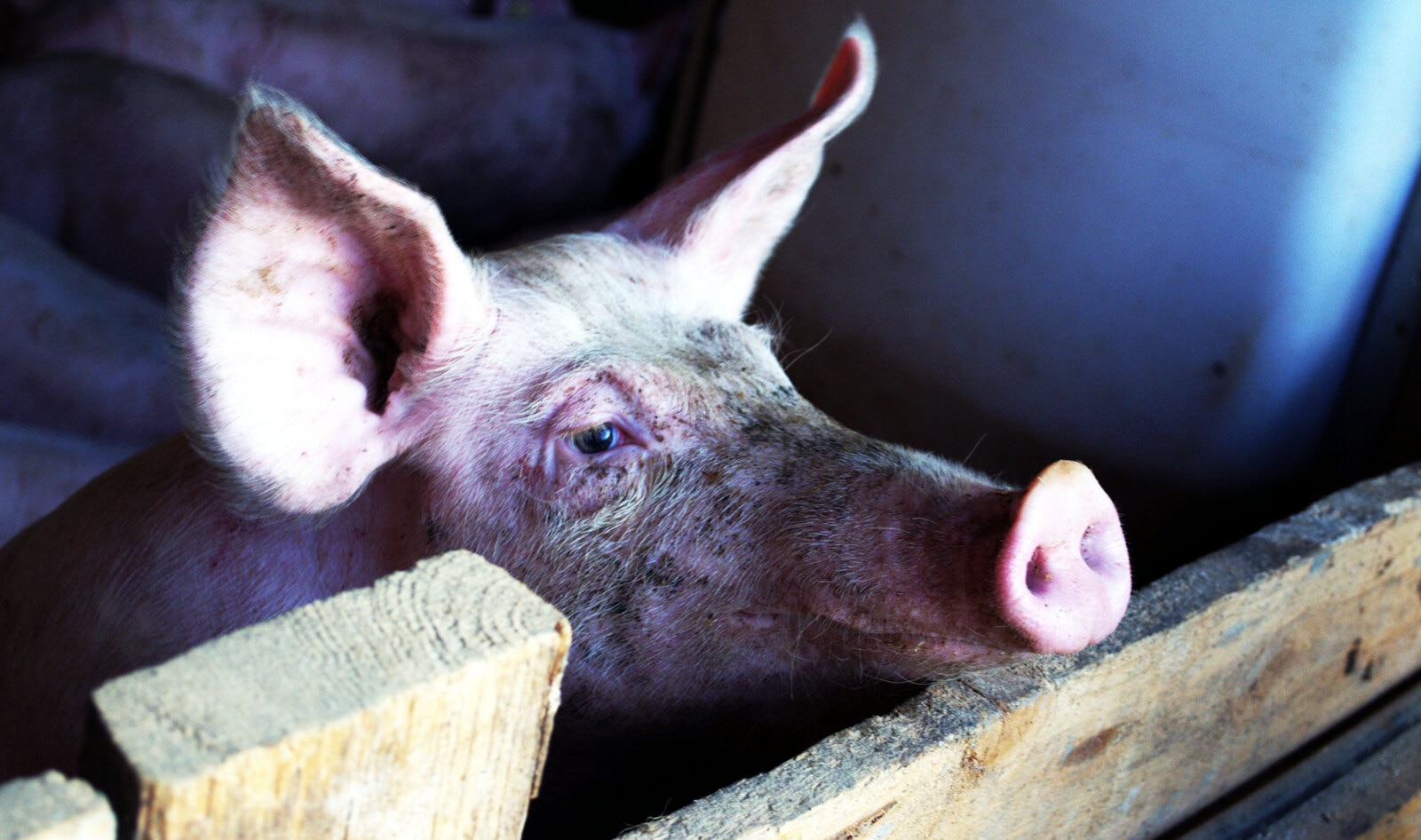 Animal-Rights Coalition Sues USDA for Failing to Protect Sick Pigs