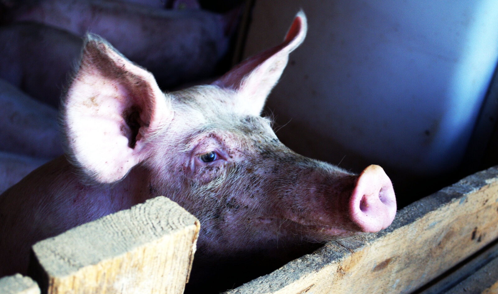 7 Vegan Groups Sue USDA For Eliminating Pig Slaughterhouse Rules