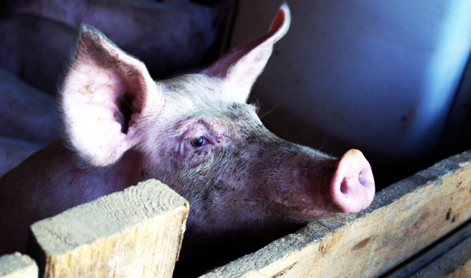 Investigation Finds Dangerous “Superbugs” in Walmart Pork&nbsp;