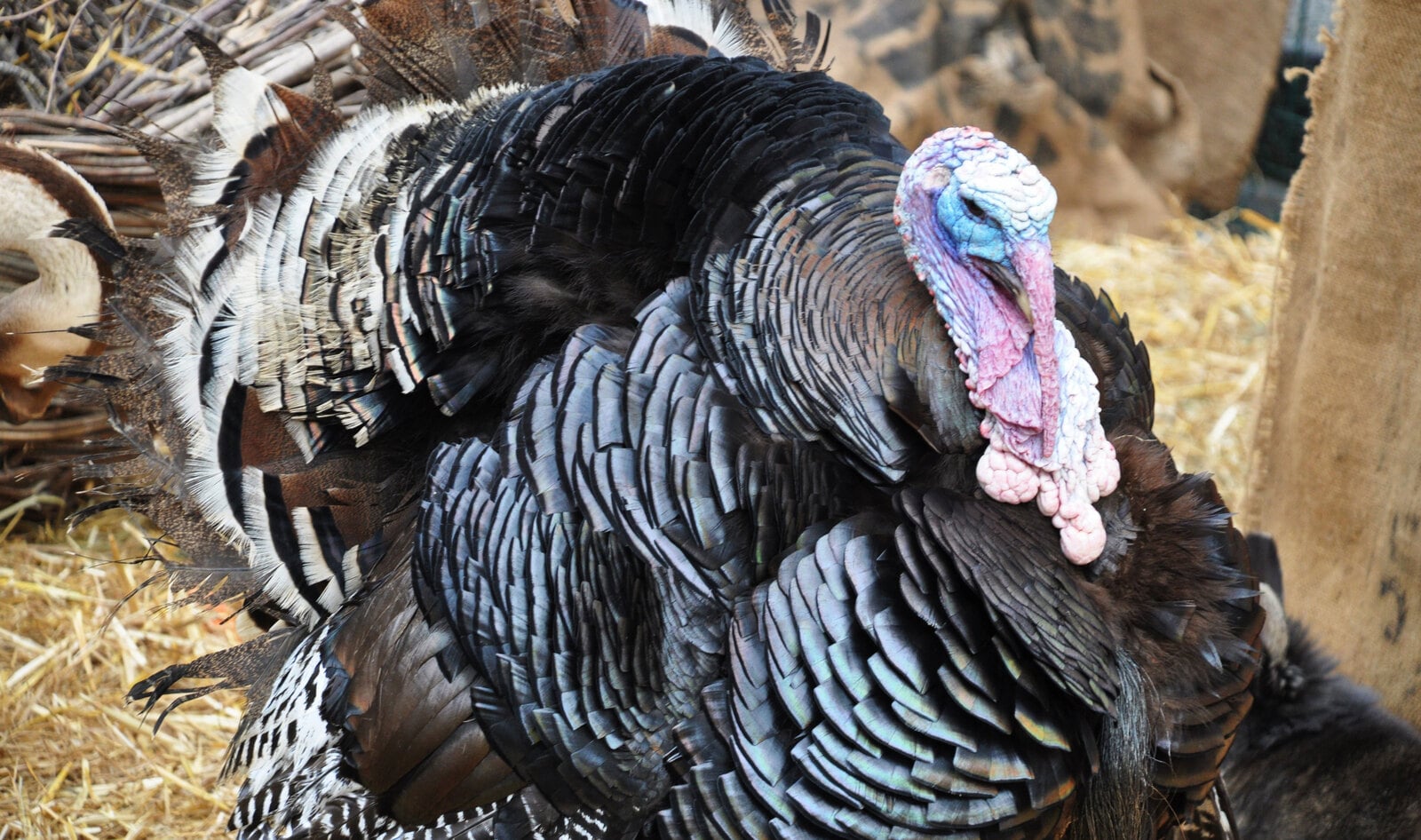 Nearly One-Third of Americans Are Considering a Meat-Free Thanksgiving 