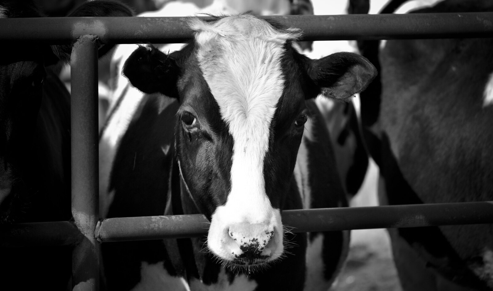 BBC Documentary Reveals the Devastation Meat Production Is Causing Worldwide