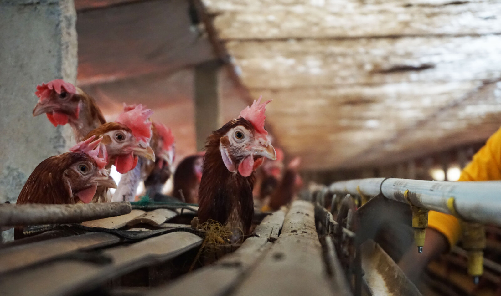 USDA Just Got Sued for Increasing Slaughter Speeds to 175 Chickens Per Minute