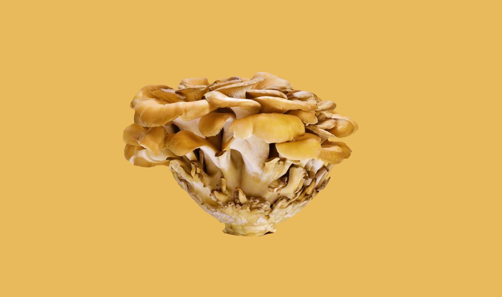 Everything You Need to Know About Cooking Maitake Mushrooms