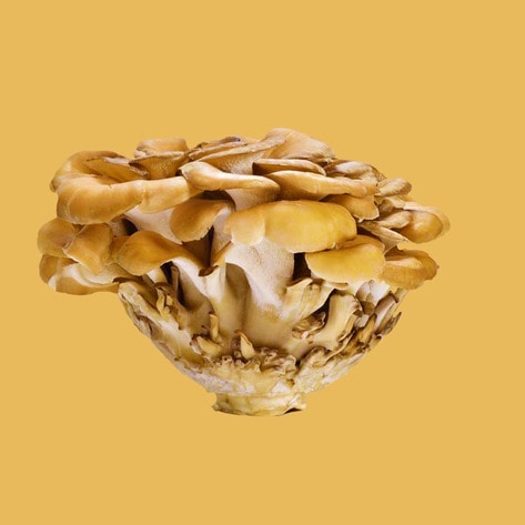 Everything You Need to Know About Cooking Maitake Mushrooms