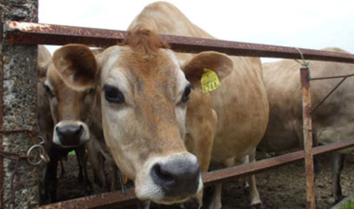 New York Antibiotics Bill