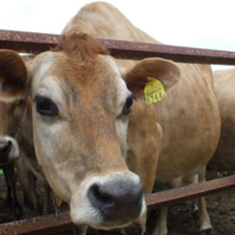 Factory Farm Antibiotics