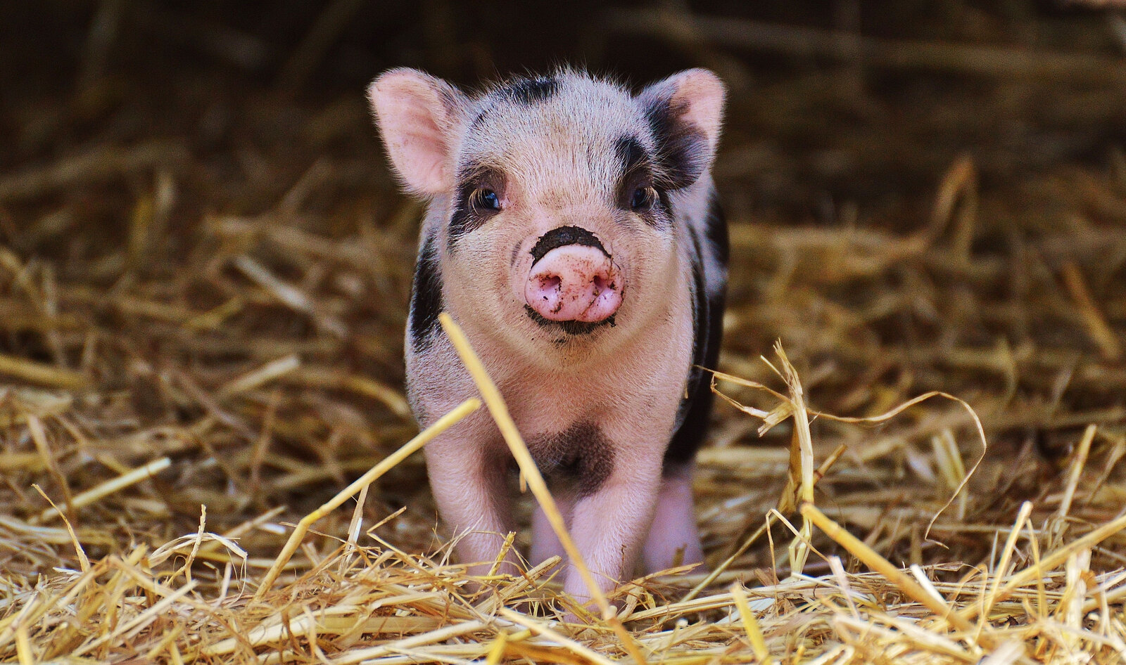 Dutch Startup Secures $10 Million to Make Real Pork Meat Without Killing Pigs 