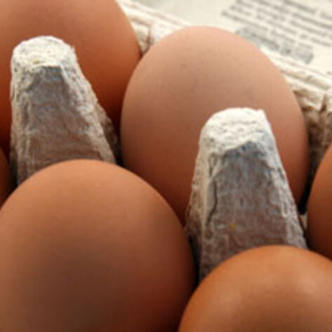 Expoé Sparks Egg Reform