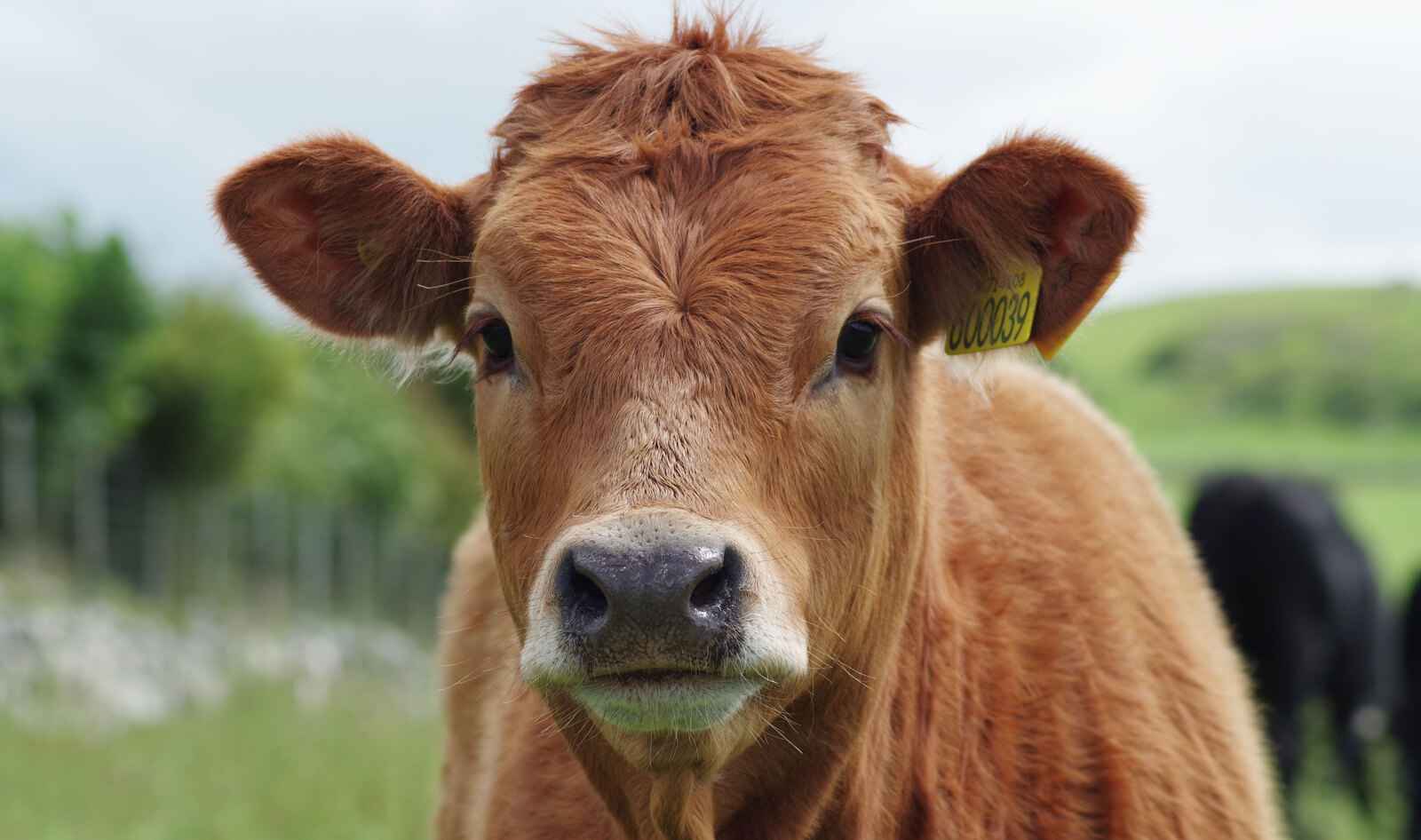 Popularity of Impossible Foods and Beyond Meat Is Saving 250,000 Animals Annually